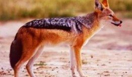 头狼爆料最新内容,揭秘娱乐圈最新动态，独家爆料震惊业界！